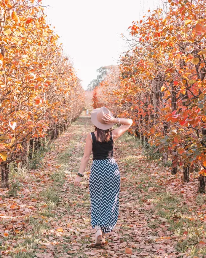 A woman in a hat and a long skirt walks through an orchard with trees adorned with autumn leaves; Travels, Flights, Hotels