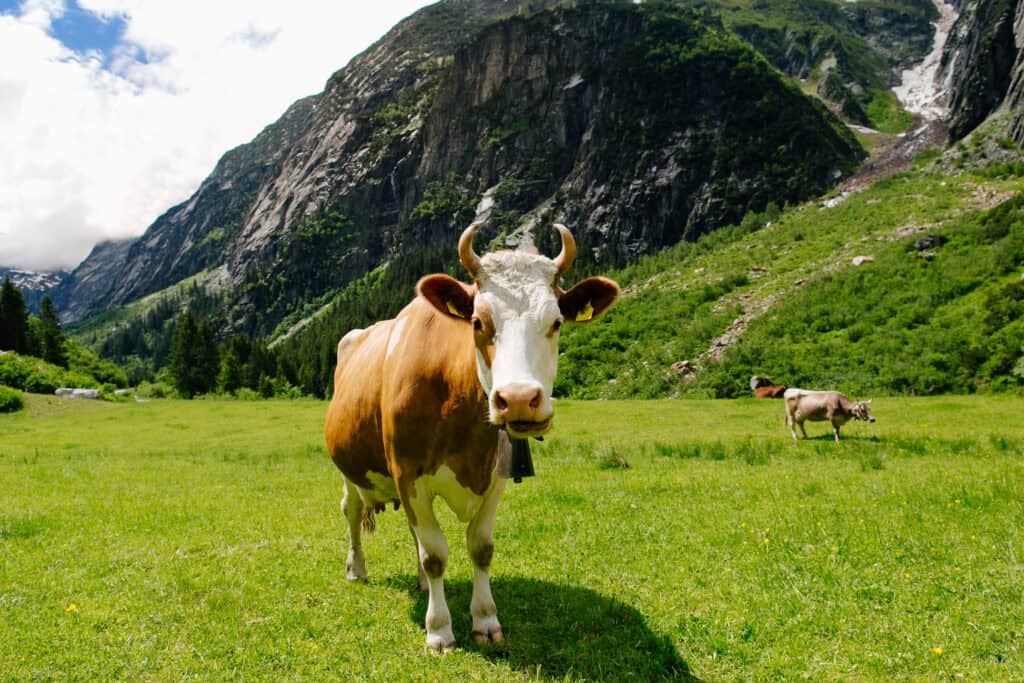 Cows grazing on a green field. Cows on the alpine meadows. Beautiful alpine landscape with cows.