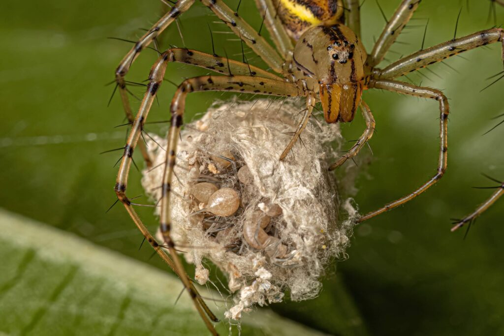 Adult Female Spider of the species Peucetia rubrolineata with eggs. Biggest Spider in Australia