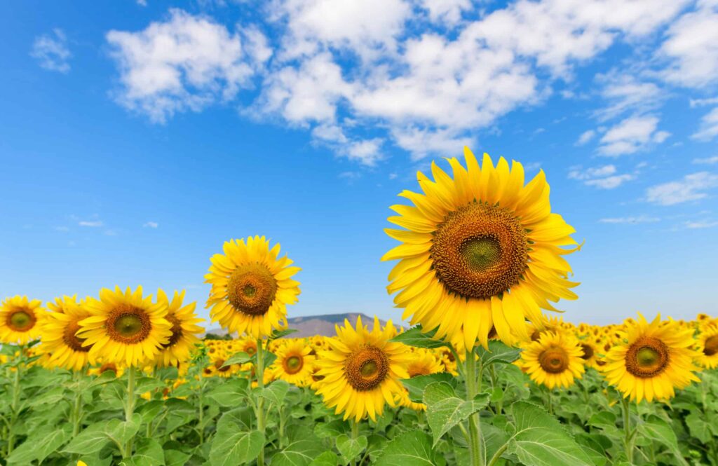 The Ultimate Guide to the Weather in Germany: Climate Insights Revealed. Beautiful sunflower  field on summer with blue sky. 