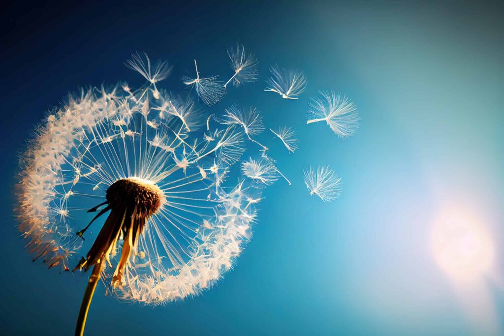 Flying Dandelion seeds in the morning sunlight blowing away in the wind across a blue sky. The Ultimate Guide to the Weather in Germany: Climate Insights Revealed