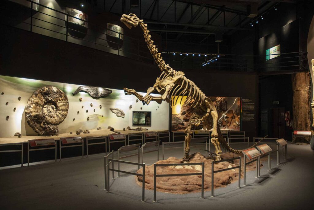 Fossil skull of extinct , Titanosaurus Australis,  Patagonia, Argentina. Things to Do in Perth Australia