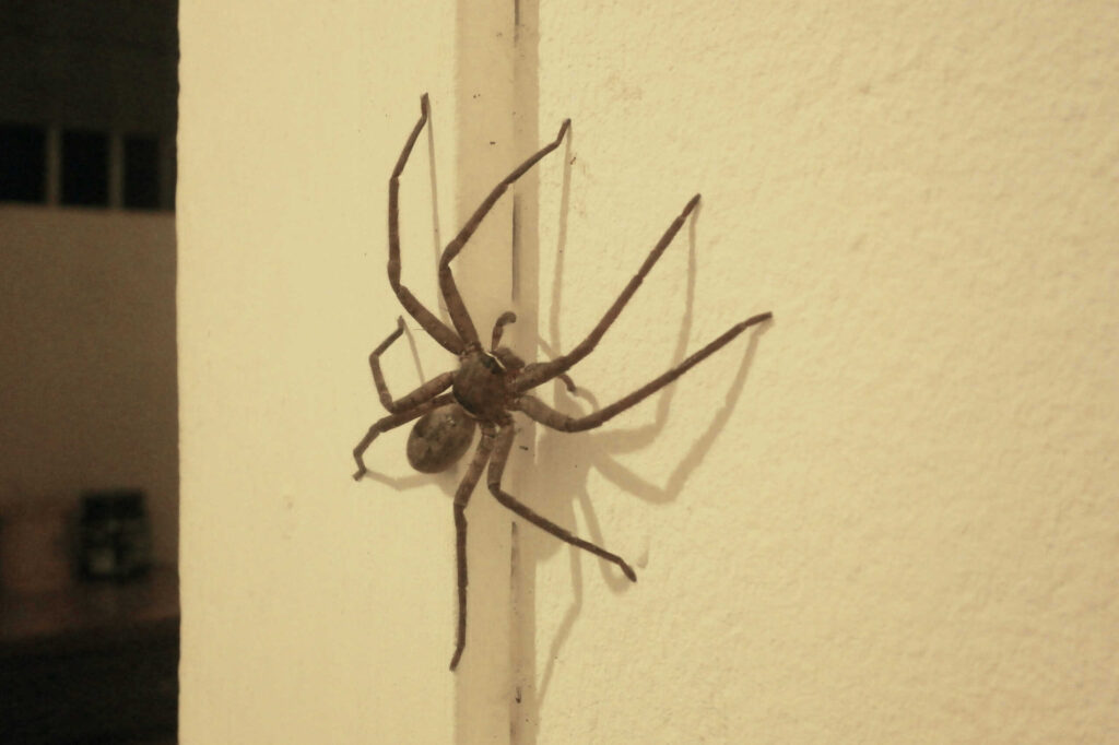 Heteropoda venatoria is a species of spider in the family Sparassidae, the huntsman spiders.Biggest Spider in Australia