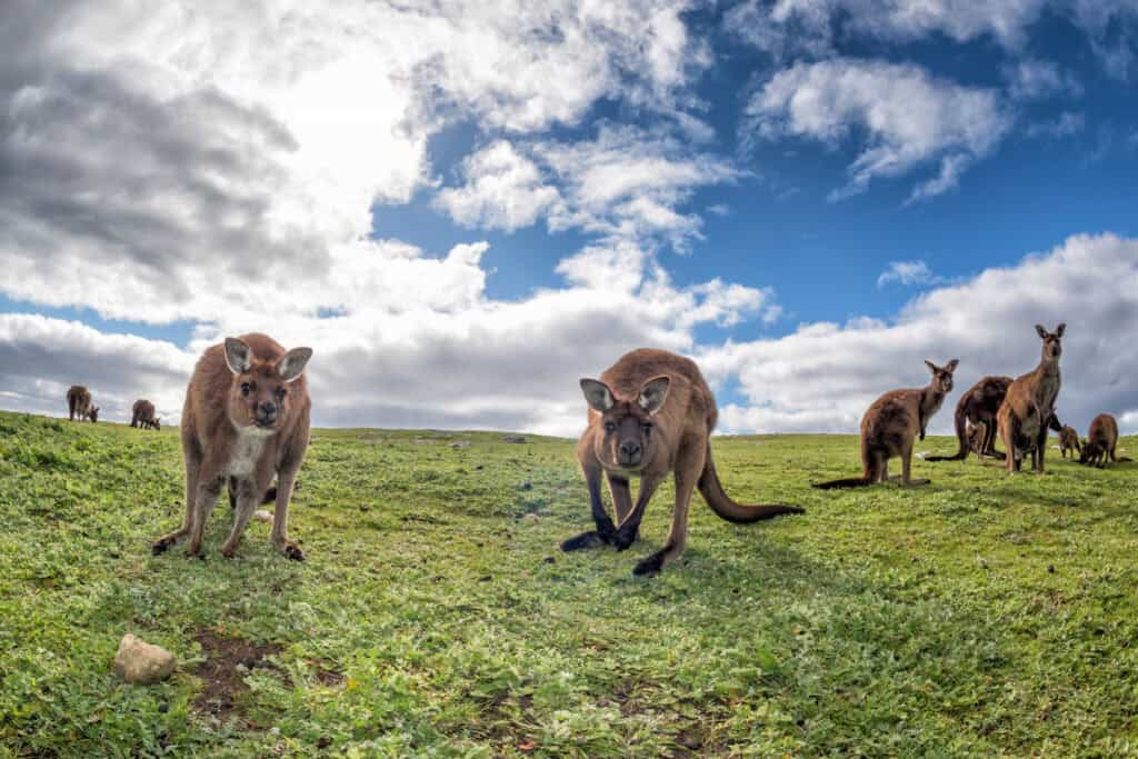 Kangaroos while looking at you at sunset in kangaroo island. Best Things to Do in Australia.