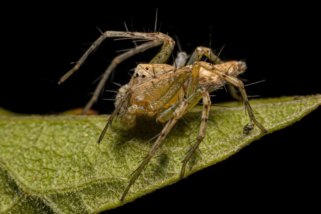 Spider of the species Family Oxyopidae. Biggest Spider in Australia