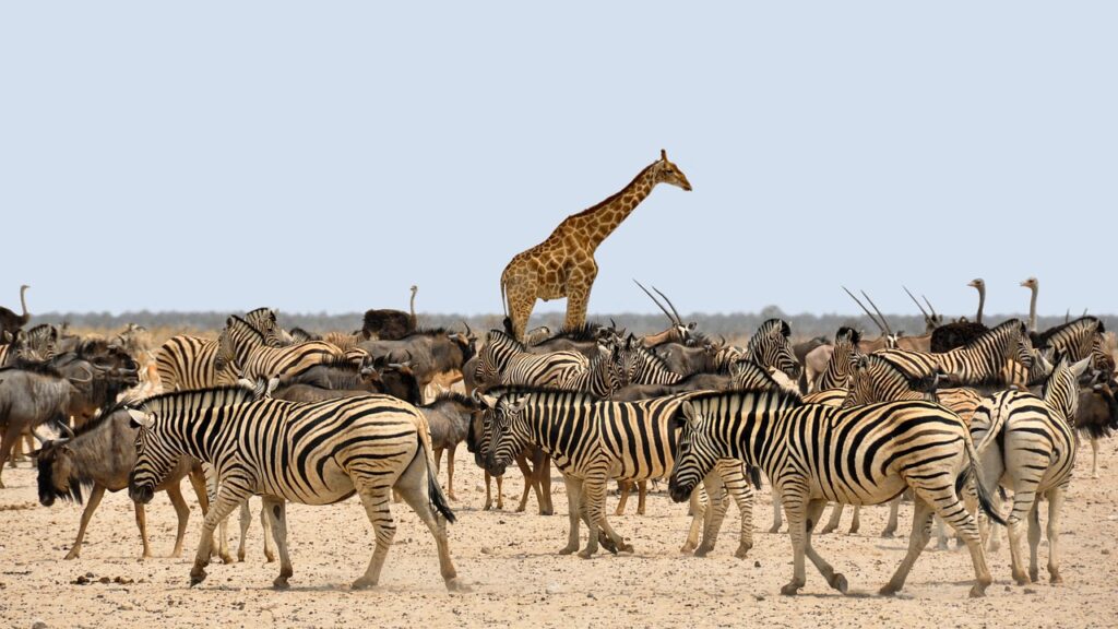 Wildlife Safaris Africa